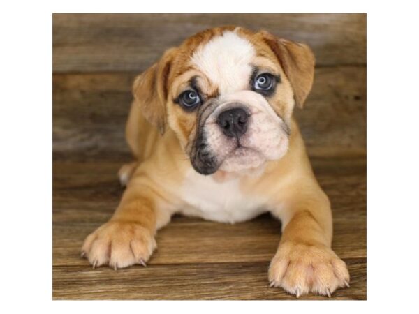 Bulldog-DOG-Male-Fawn-18125-Petland Topeka, Kansas