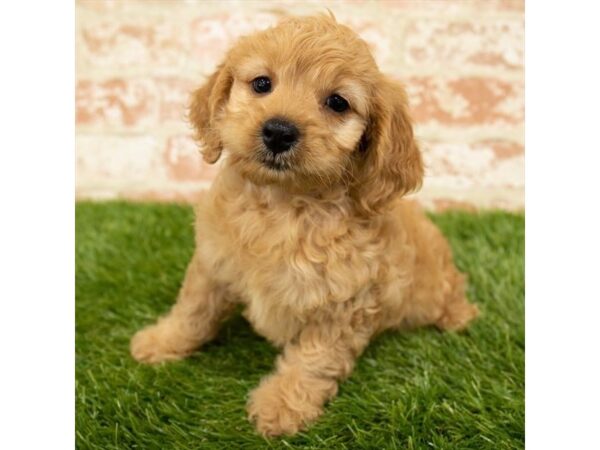 Cock A Poo DOG Female Apricot 18140 Petland Topeka, Kansas