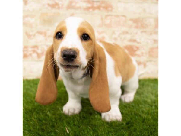 Basset Hound DOG Female Lemon / White 18139 Petland Topeka, Kansas