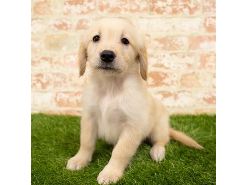 Golden Retriever-DOG-Female-Golden-2873021-Petland Topeka, Kansas
