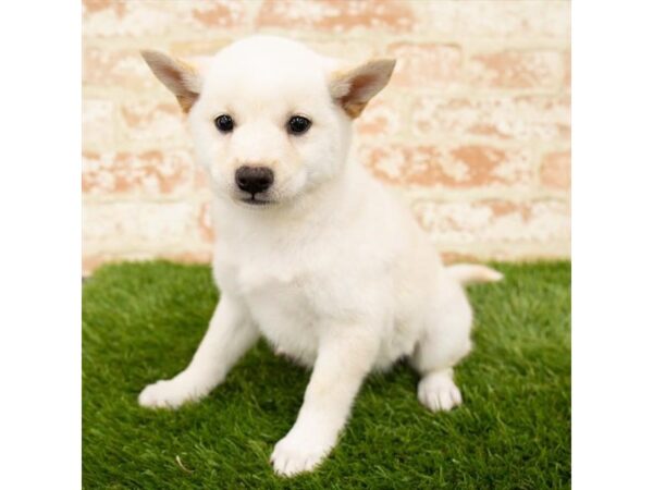 Shiba Inu DOG Female Cream 18137 Petland Topeka, Kansas