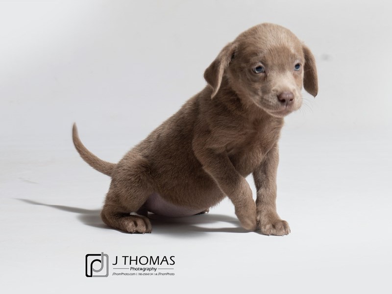 Labrador Retriever-DOG-Female--2870958-Petland Topeka, Kansas