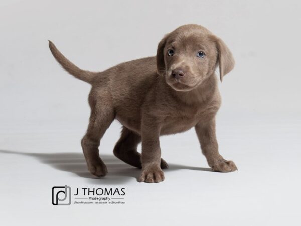 Labrador Retriever DOG Female 18133 Petland Topeka, Kansas