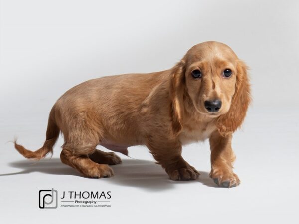 Dachshund-DOG-Male-Isabella-18132-Petland Topeka, Kansas