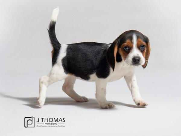 Beagle DOG Female 18131 Petland Topeka, Kansas