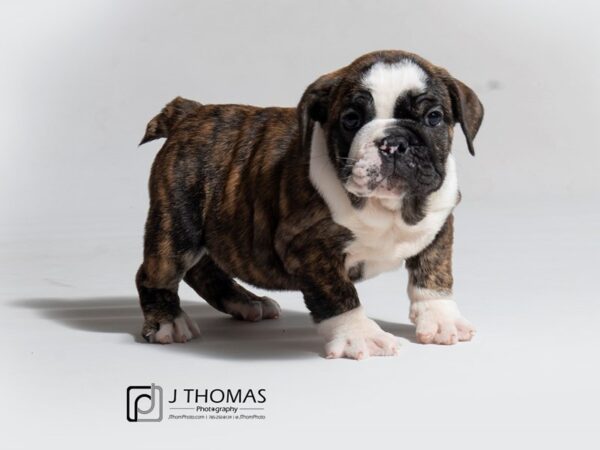 English Bulldog DOG Female 18130 Petland Topeka, Kansas