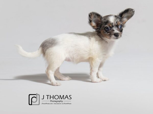Chihuahua-DOG-Female--18128-Petland Topeka, Kansas