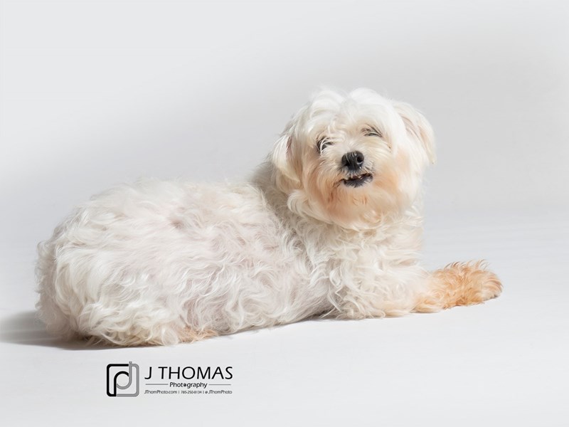 Maltese-DOG-Female--2870920-Petland Topeka, Kansas