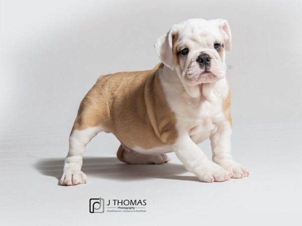 English Bulldog DOG Male 18129 Petland Topeka, Kansas