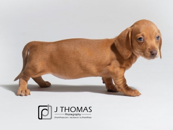 Dachshund DOG Female Red 18135 Petland Topeka, Kansas