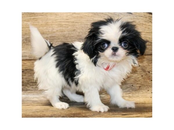 Japanese Chin DOG Female Black / White 18142 Petland Topeka, Kansas