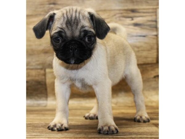 Pug-DOG-Female-Fawn-18143-Petland Topeka, Kansas