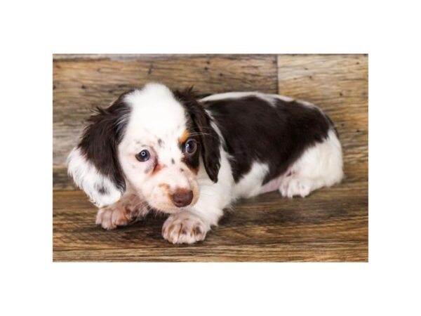 Dachshund-DOG-Female-Chocolate / Tan-18141-Petland Topeka, Kansas