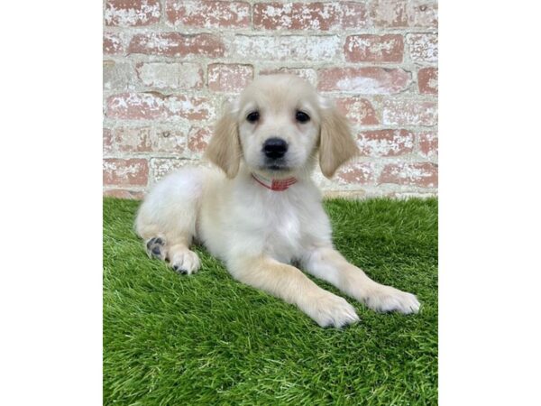 Golden Retriever DOG Female Golden 18147 Petland Topeka, Kansas