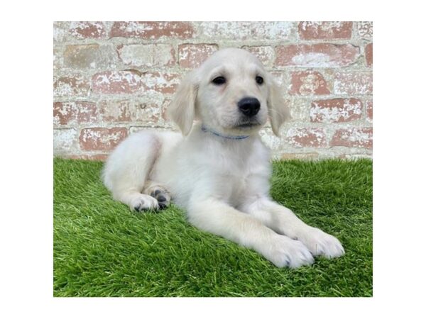 Golden Retriever DOG Male Golden 18148 Petland Topeka, Kansas