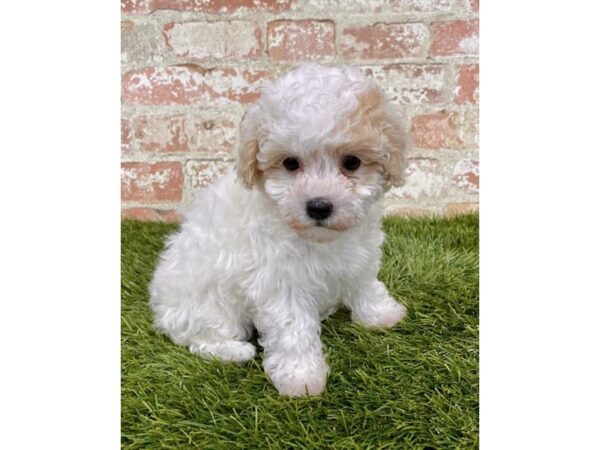 Poodle-DOG-Female-Apricot-18149-Petland Topeka, Kansas