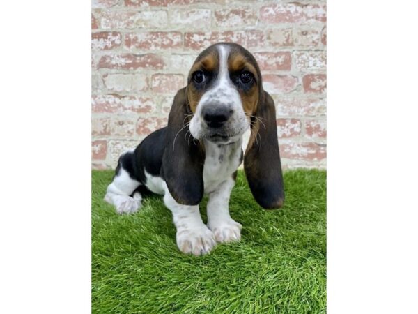 Basset Hound DOG Female Black White / Tan 18144 Petland Topeka, Kansas