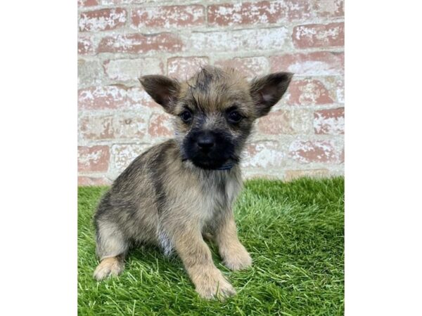 Cairn Terrier DOG Female Wheaten 18145 Petland Topeka, Kansas