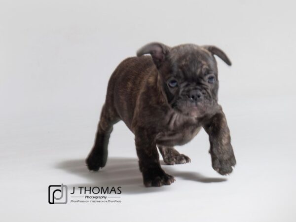 French Bulldog-DOG-Male-Brindle-18146-Petland Topeka, Kansas