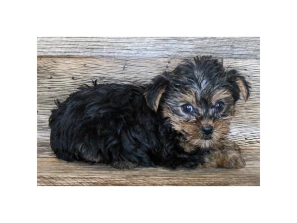 Yorkshire Terrier DOG Female Black / Tan 18156 Petland Topeka, Kansas