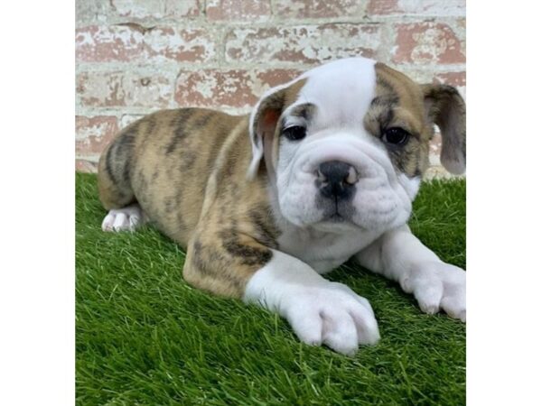 English Bulldog-DOG-Male-Brindle-18153-Petland Topeka, Kansas