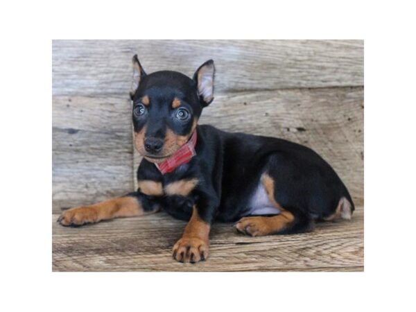 Miniature Pinscher DOG Female Black / Tan 18154 Petland Topeka, Kansas