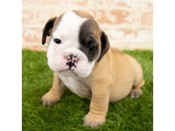 Bulldog DOG Male Fawn / White 18207 Petland Topeka, Kansas