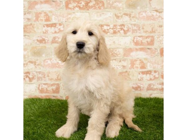 Goldendoodle DOG Female Golden 18171 Petland Topeka, Kansas