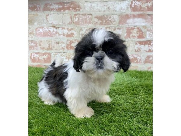 Shih Tzu DOG Female Brindle / White 18170 Petland Topeka, Kansas