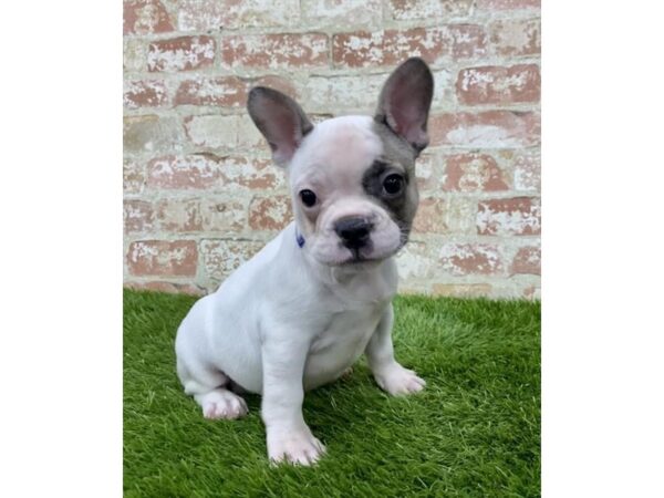 French Bulldog DOG Female Fawn 18172 Petland Topeka, Kansas