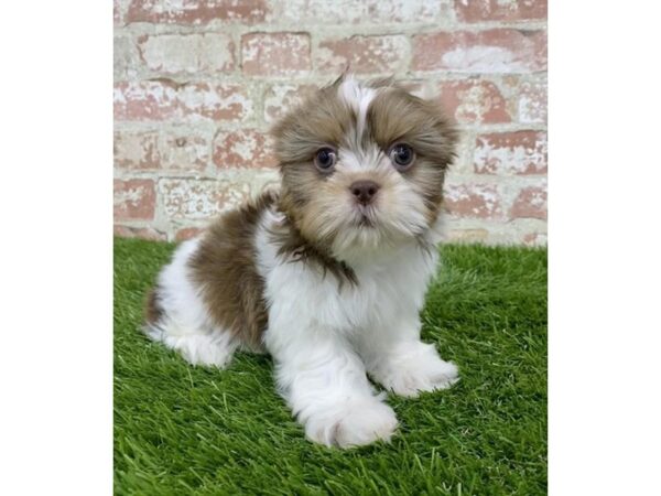 Shih Tzu DOG Male Liver / White 18169 Petland Topeka, Kansas