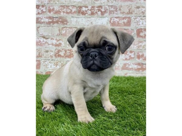 Pug DOG Female Fawn 18174 Petland Topeka, Kansas