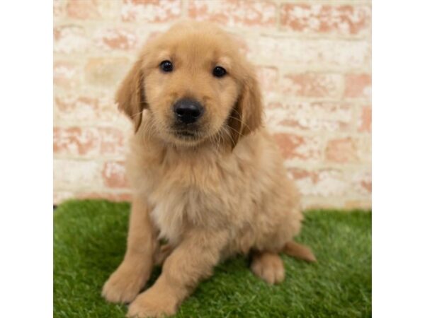 Golden Retriever DOG Male Golden 18175 Petland Topeka, Kansas