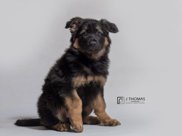 German Shepherd Dog DOG Female Black / Tan 18173 Petland Topeka, Kansas