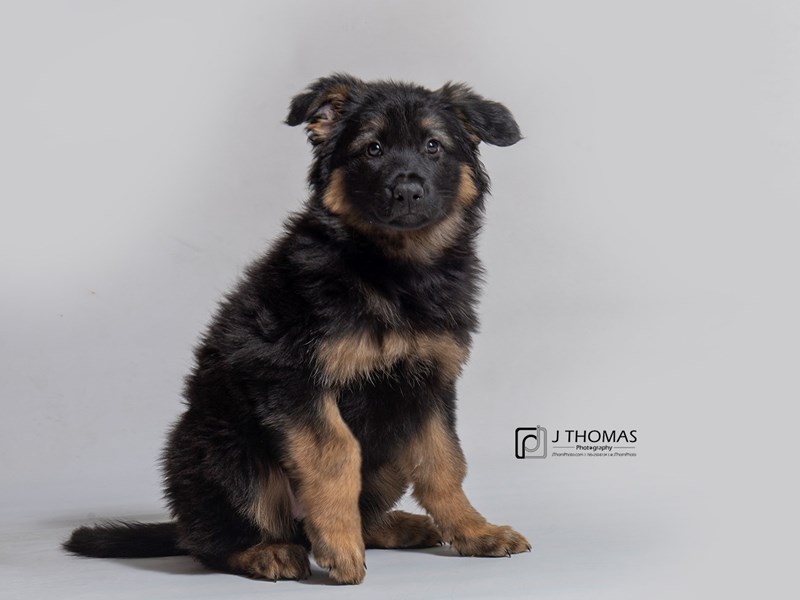 German Shepherd Dog-DOG-Female-Black / Tan-2886491-Petland Topeka, Kansas
