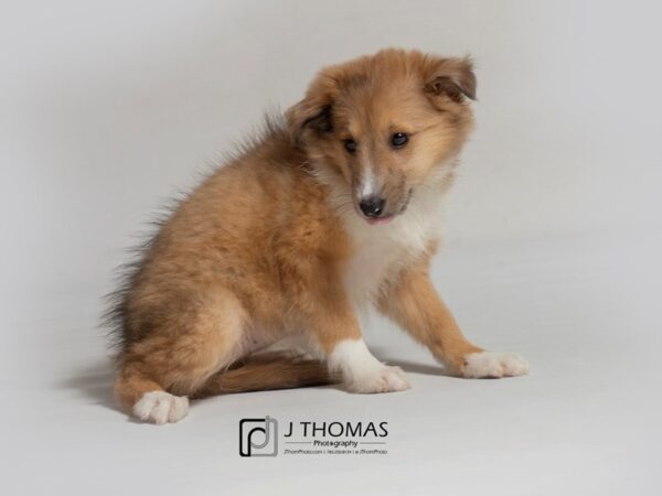 Shetland Sheepdog-DOG-Female-Sable / White-18168-Petland Topeka, Kansas