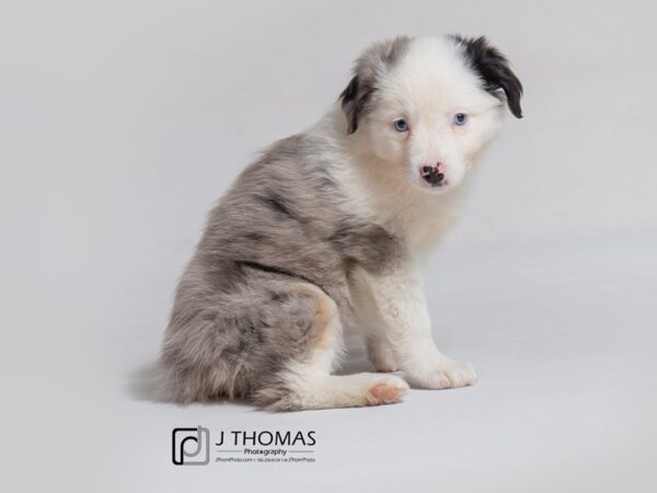 Miniature Australian Shepherd DOG Female 18167 Petland Topeka, Kansas