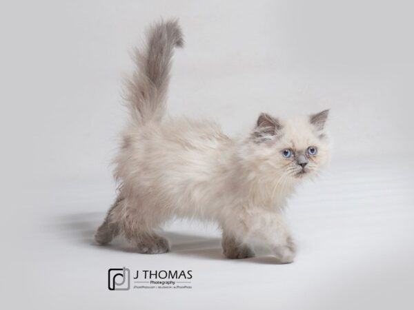 Himalayan-CAT-Male--18166-Petland Topeka, Kansas