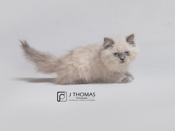 Himalayan-CAT-Female--18165-Petland Topeka, Kansas