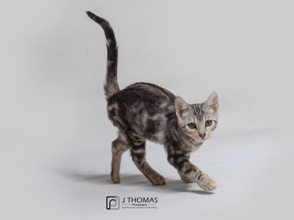 Bengal-CAT-Male--18163-Petland Topeka, Kansas