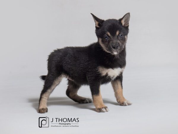 Shiba Inu DOG Female 18162 Petland Topeka, Kansas