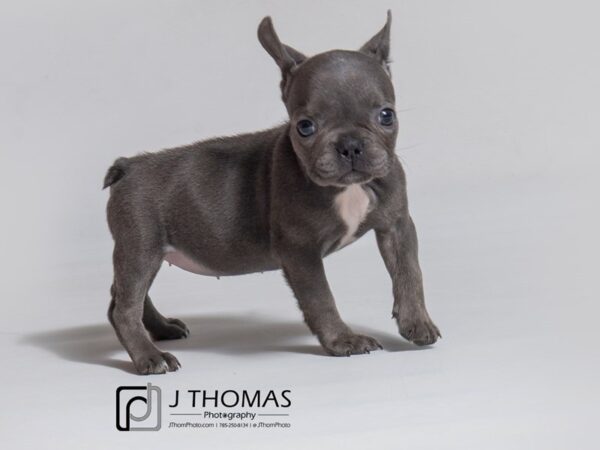 French Bulldog-DOG-Female--18161-Petland Topeka, Kansas