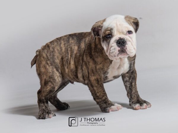 English Bulldog-DOG-Male--18160-Petland Topeka, Kansas