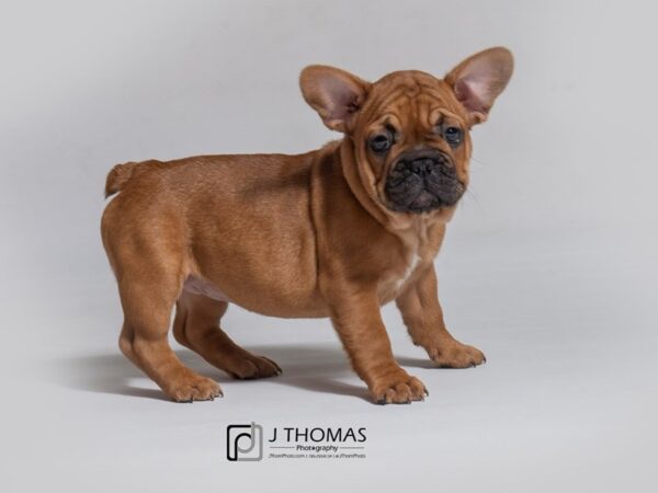 French Bulldog-DOG-Female-Fawn Black Mask-18158-Petland Topeka, Kansas