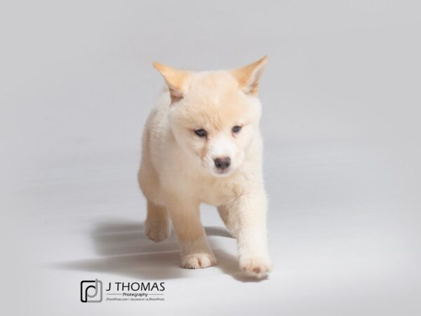 Shiba Inu DOG Female Cream 18155 Petland Topeka, Kansas