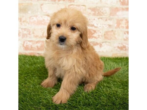 Goldendoodle Mini DOG Female Golden 18189 Petland Topeka, Kansas