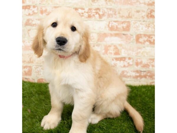 Golden Retriever DOG Female Golden 18192 Petland Topeka, Kansas