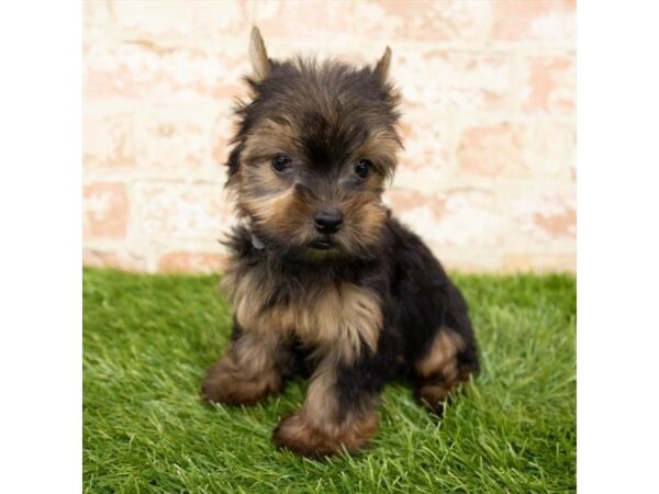 Yorkshire Terrier DOG Female Black / Tan 18195 Petland Topeka, Kansas