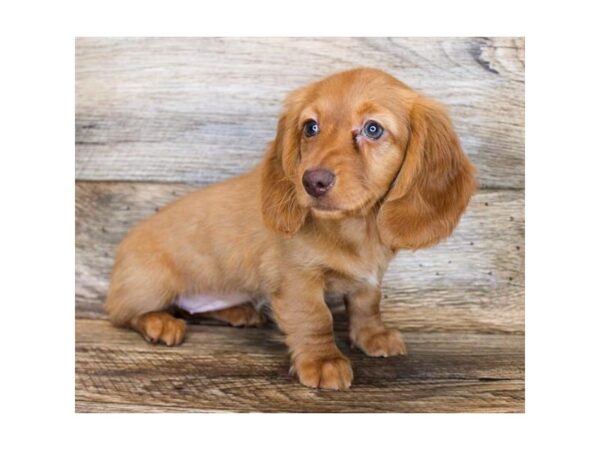 Dachshund DOG Female Red 18198 Petland Topeka, Kansas