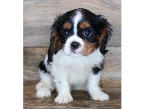 Cavalier King Charles Spaniel DOG Male Black Tan / White 18197 Petland Topeka, Kansas